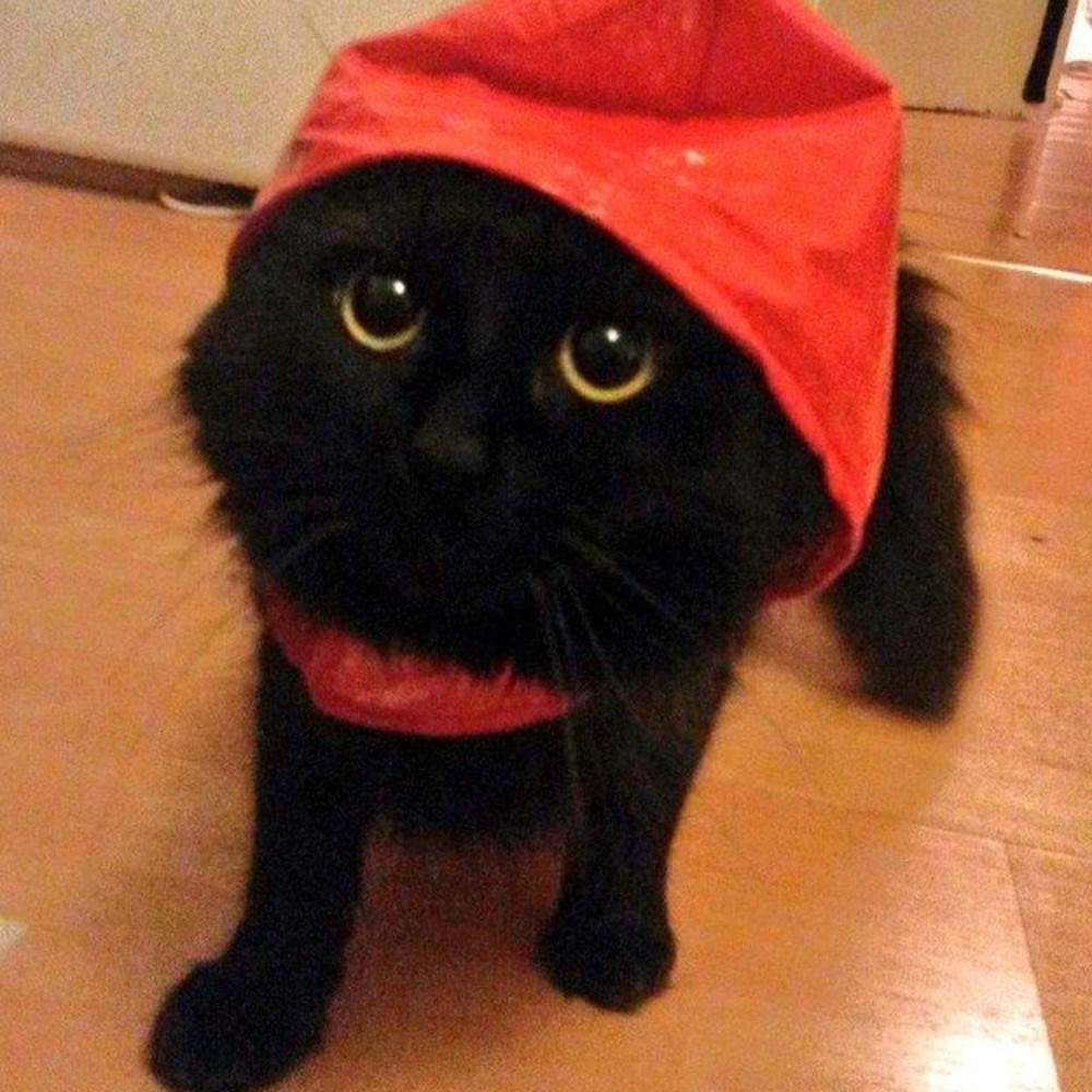 Meet your Posher, Posh